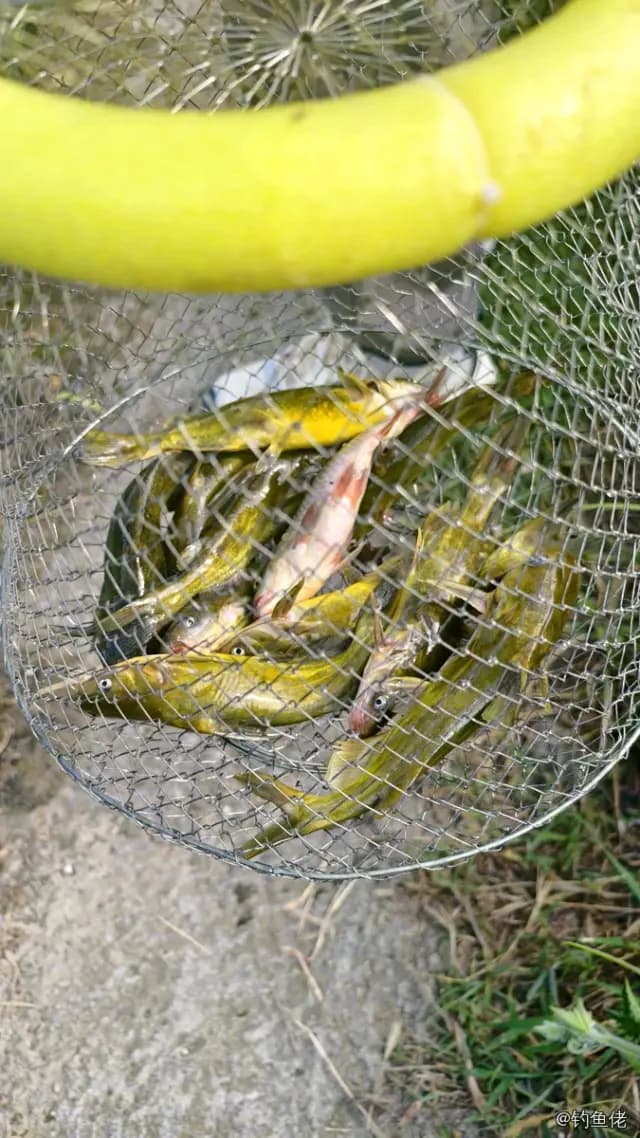 黄颡鱼钓获 1.5kg
