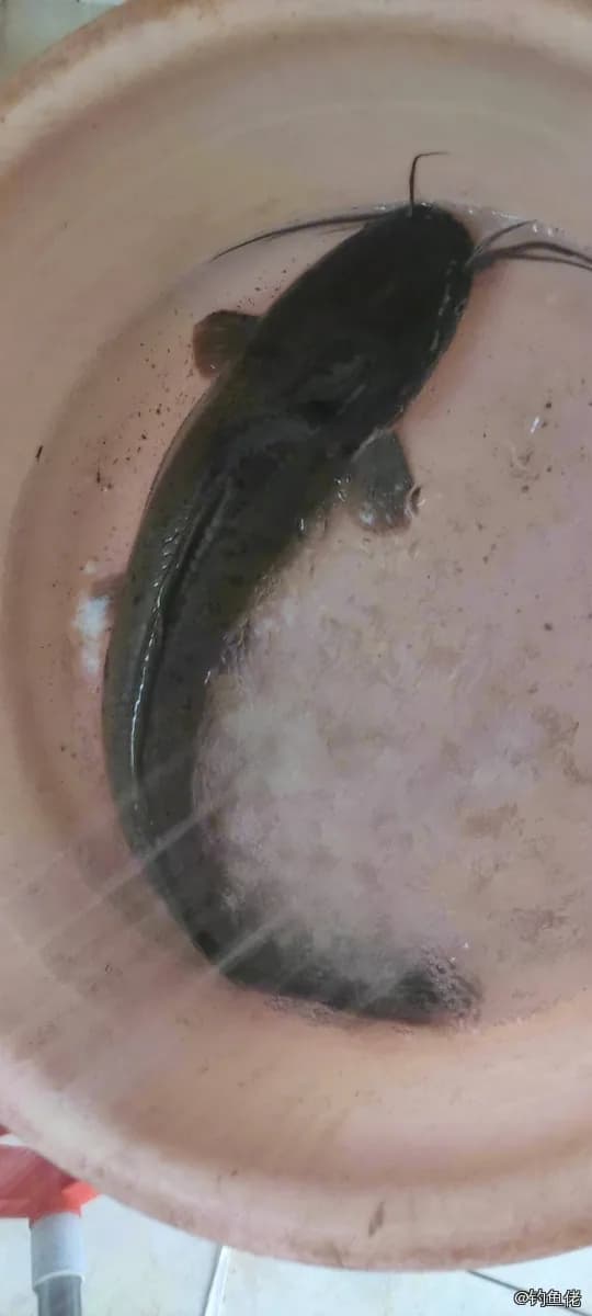 尖齿胡鲶钓获 6kg