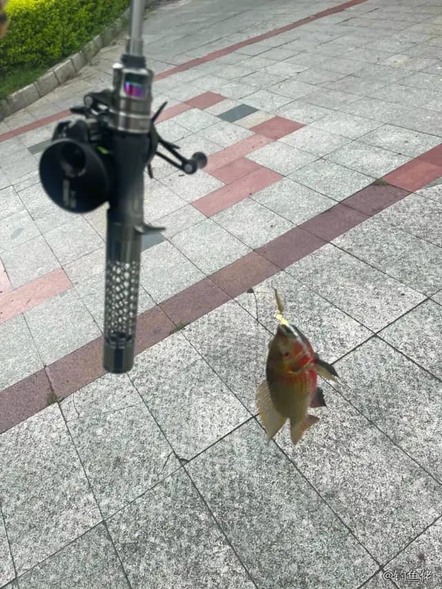 吉利非鲫钓获 0.6kg