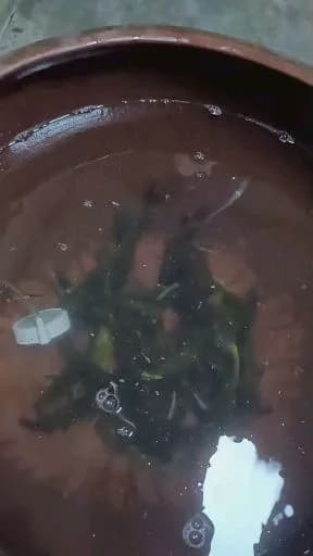乌鳢钓获 3kg