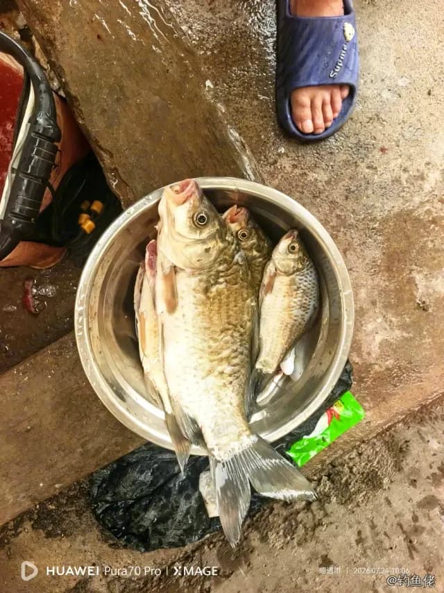 鲫鱼钓获 0.45kg
