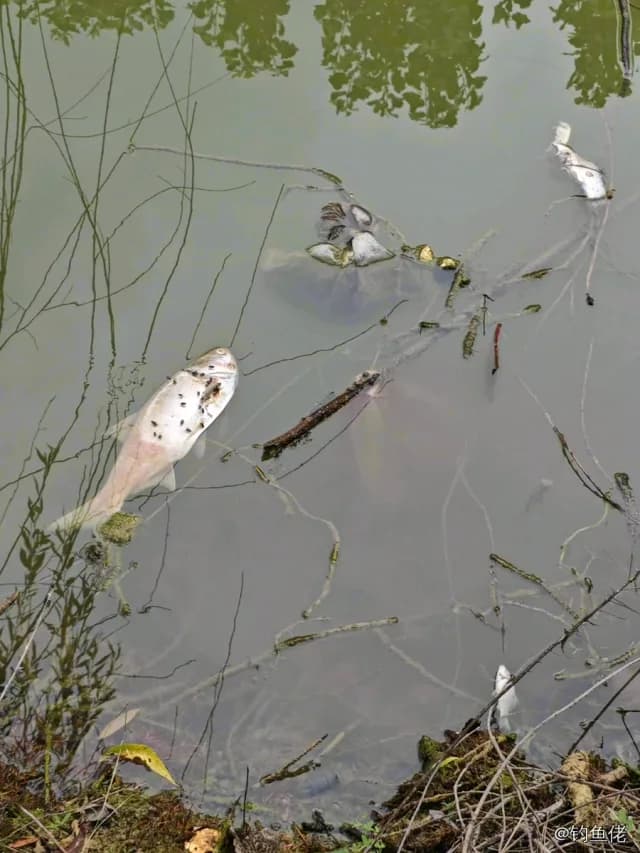 鳙鱼钓获 1kg