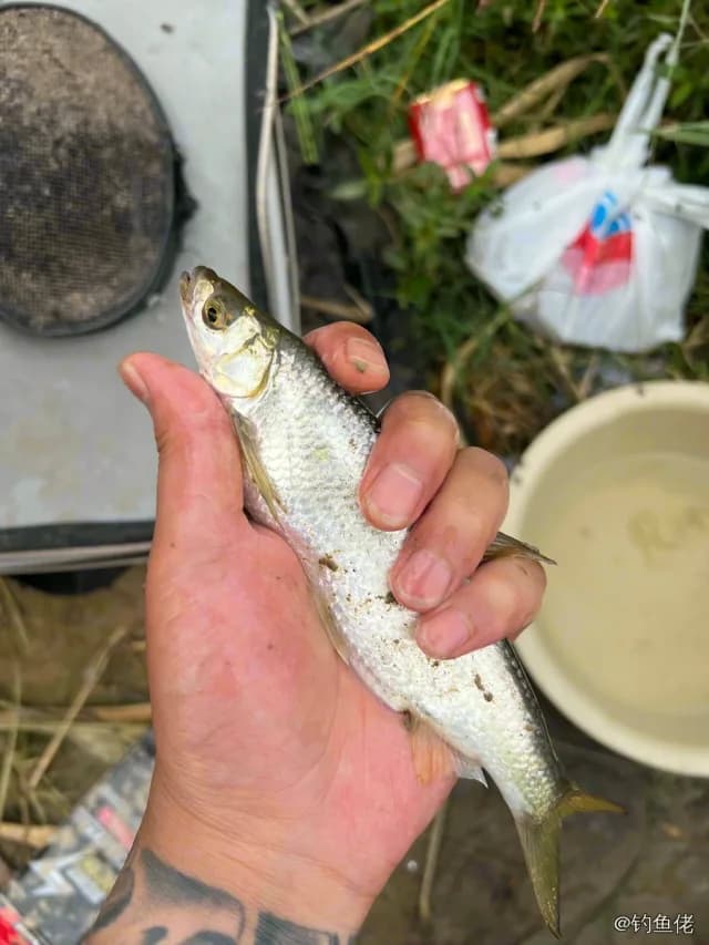 白条钓获 0.03kg