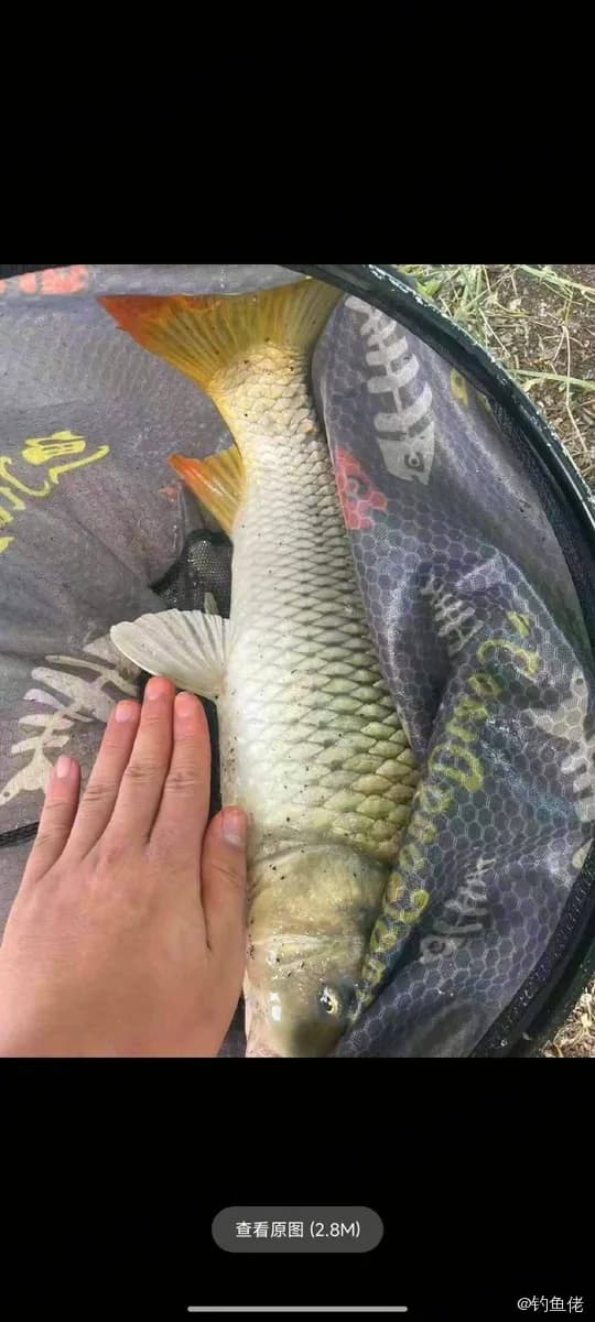 鲤鱼钓获 4kg