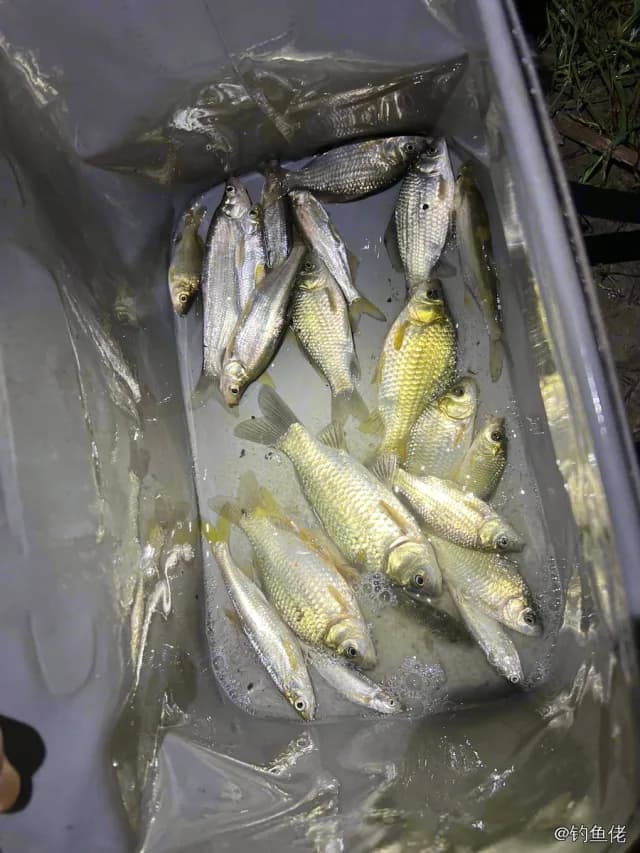 赤眼鳟钓获 0.5kg