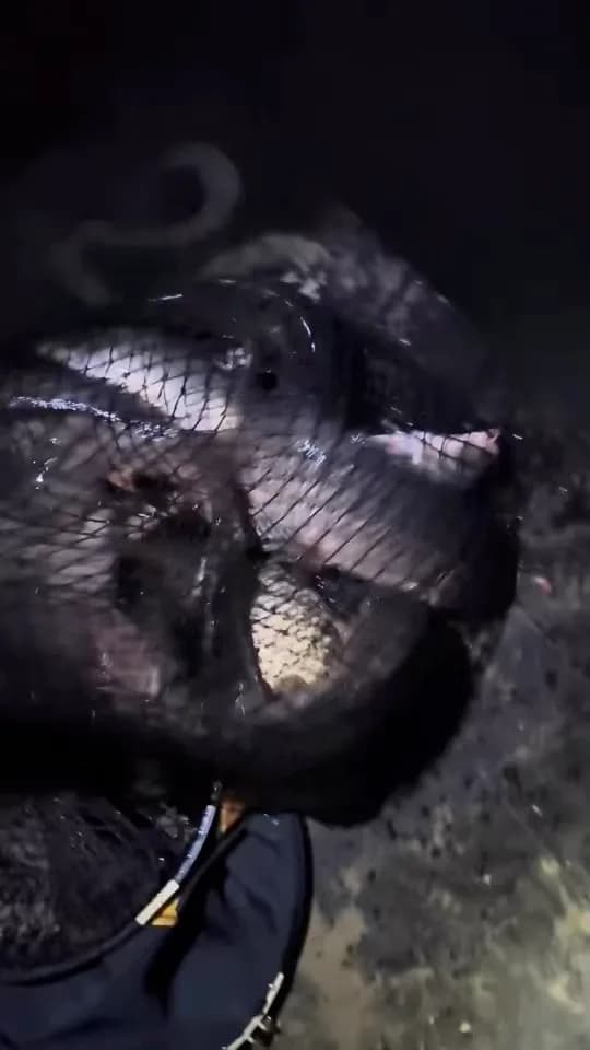 鲤鱼钓获 1.5kg