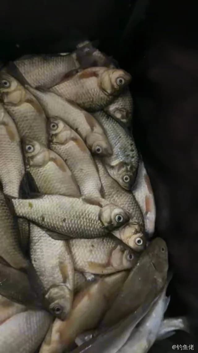 鲫鱼钓获 0.5kg