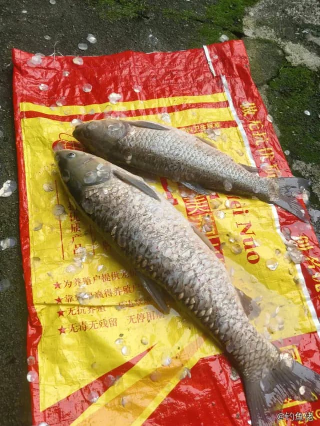 青鱼钓获 11kg