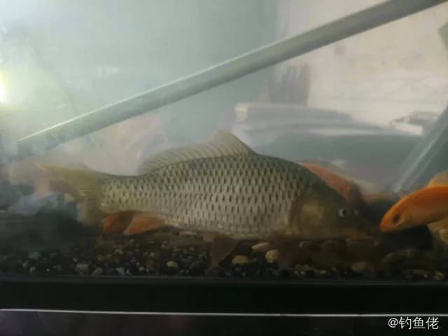 鲤鱼钓获 2.5kg