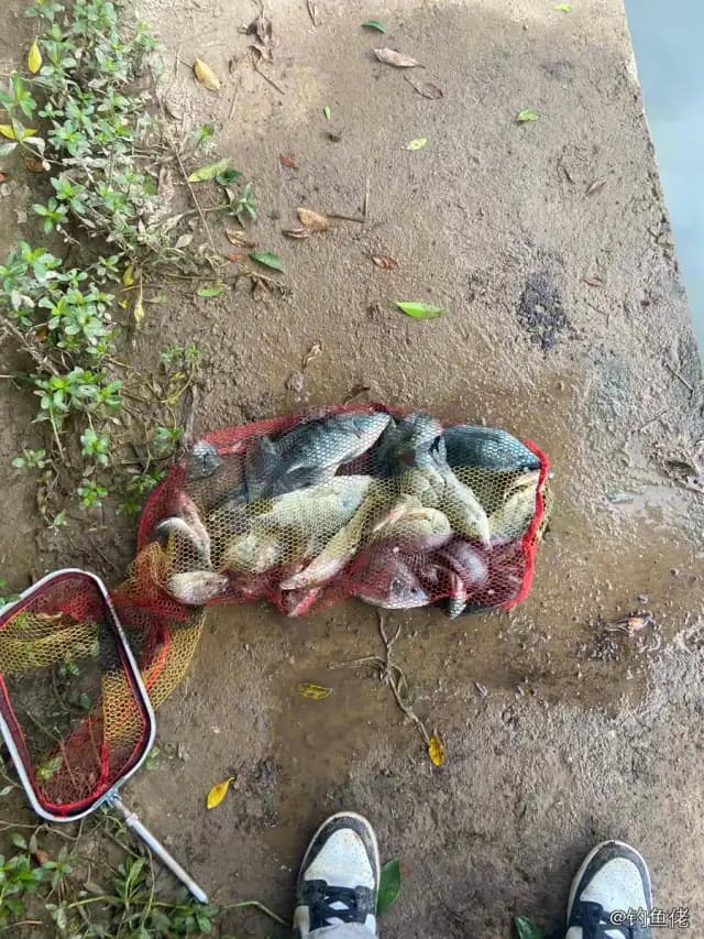 尼罗非鲫钓获 6kg