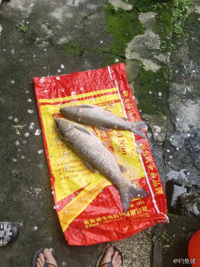 青鱼钓获 5.4kg