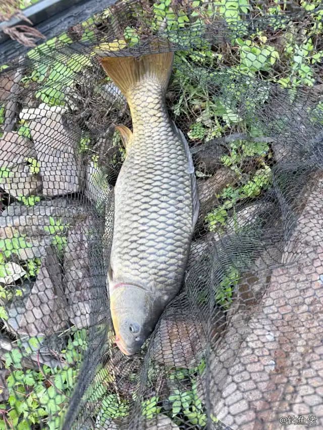 鲤鱼钓获 4kg