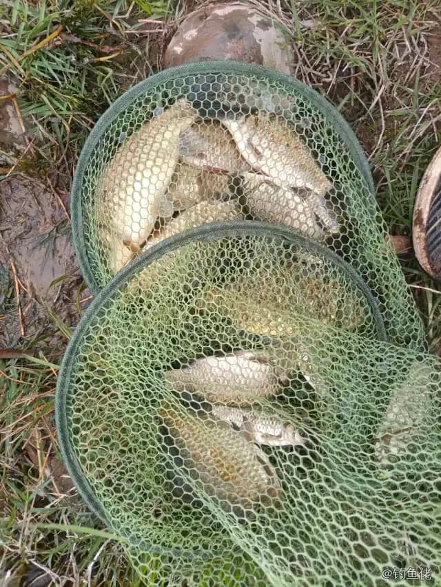鲫鱼钓获 1.3kg