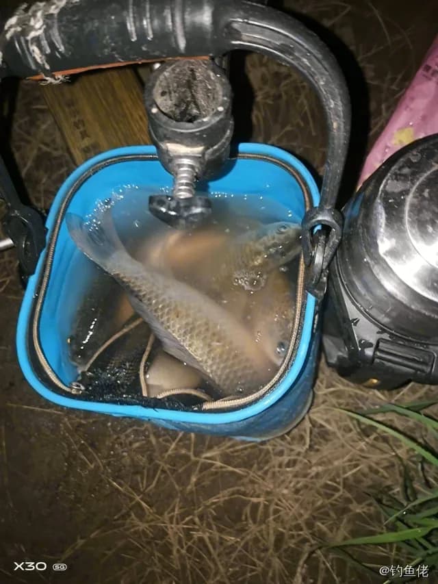 鲫鱼钓获 0.4kg