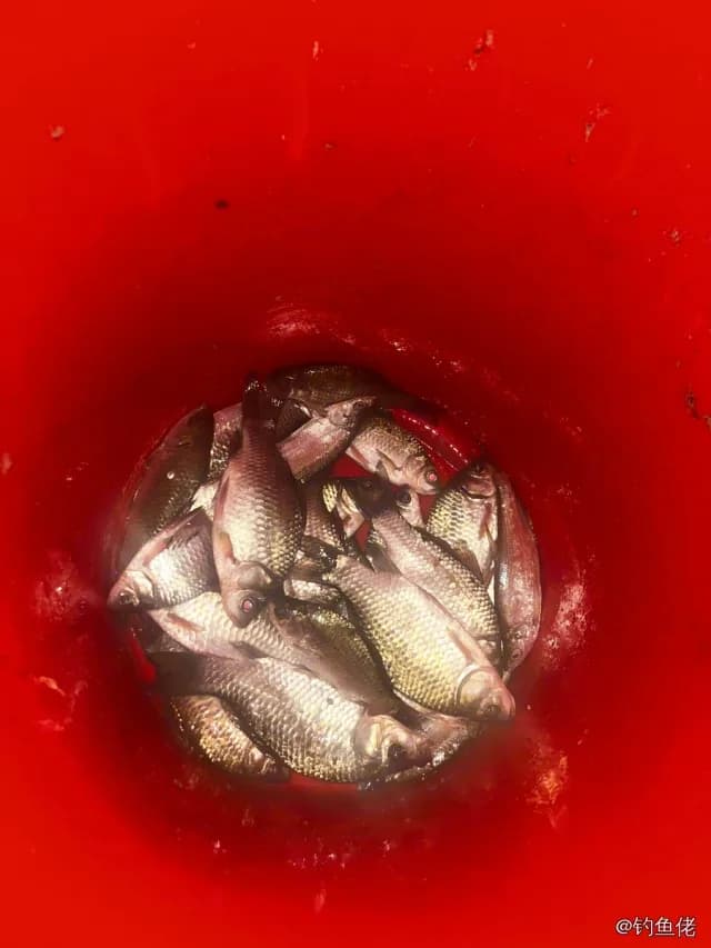 鲫鱼钓获 0.45kg