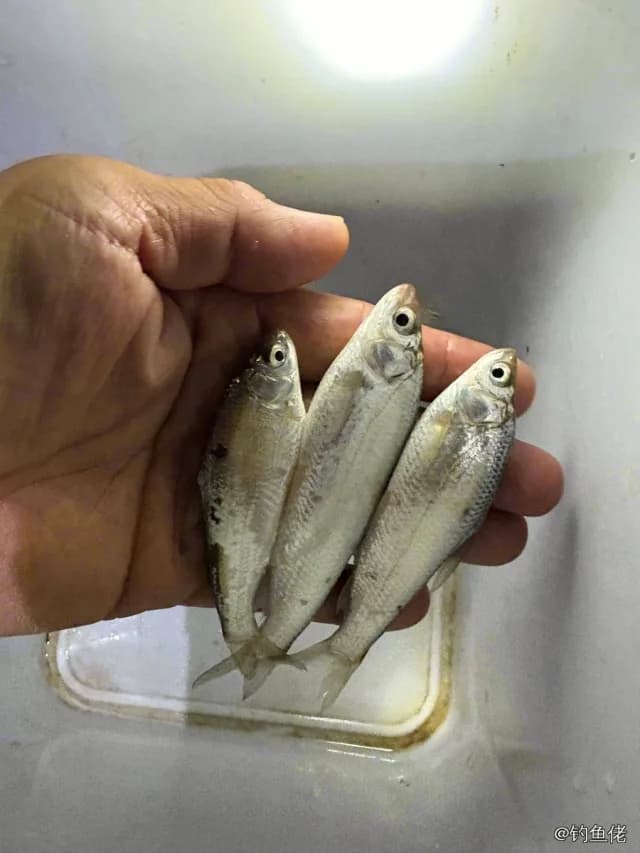 似鳊钓获 0.1kg