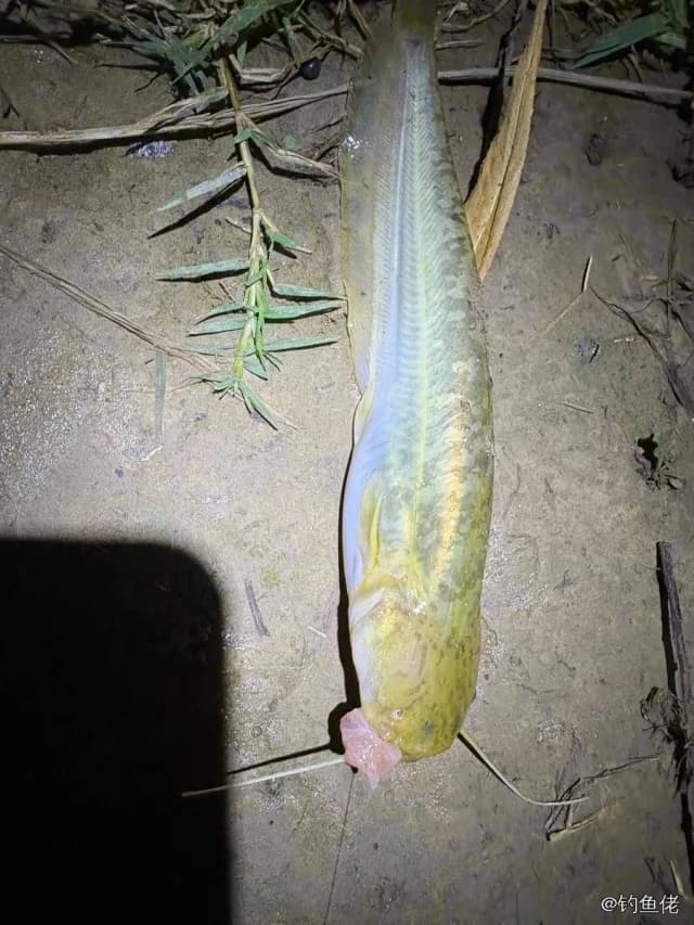 鲶鱼钓获 3kg