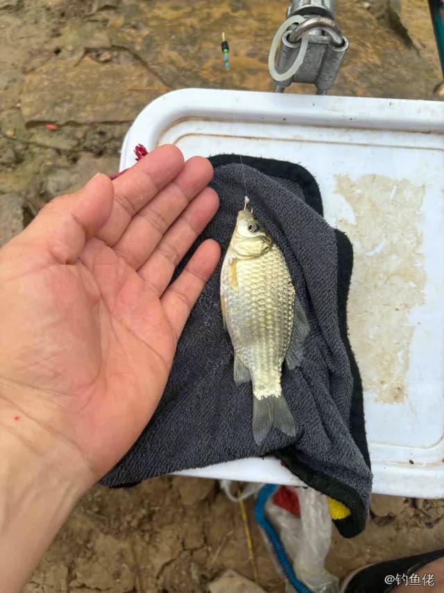 鲫鱼钓获 0.45kg