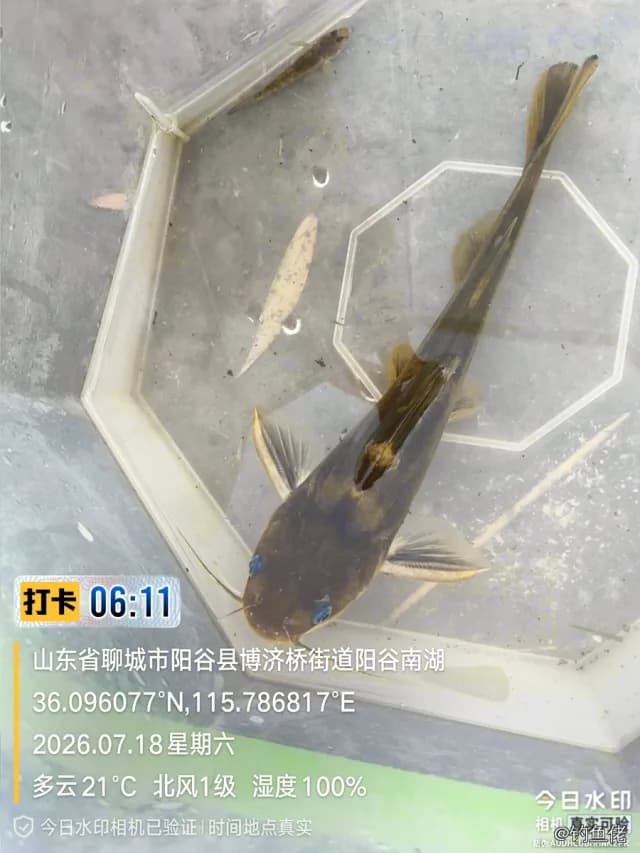 黄颡鱼钓获 0.1kg