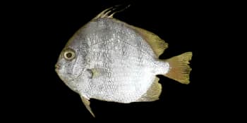 白鲳（Ephippus orbis）图片