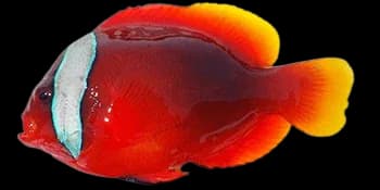 白条双锯鱼（Amphiprion frenatus）图片