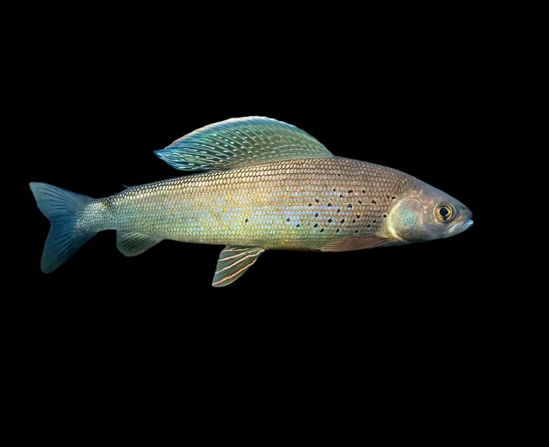 北极茴鱼（Thymallus arcticus grubei）图片