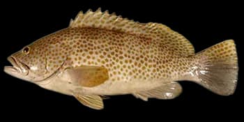 布氏石斑鱼（Epinephelus bleekeri）图片