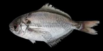 刺鲳（Psenopsis anomala）图片