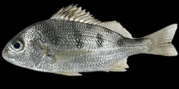 大斑石鲈图片
