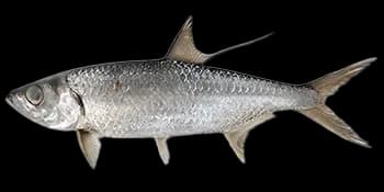 大海鲢（Megalops cyprinoides）图片