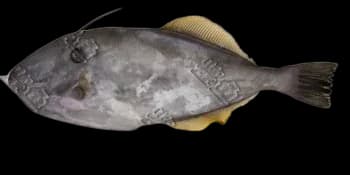 单角革鲀（Aluterus monoceros）图片