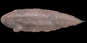 短舌鳎图片