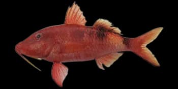 多带副绯鲤（Parupeneus multifasciatus）图片