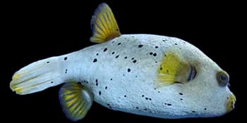 黑斑叉鼻鲀（Arothron nigropunctatus）图片