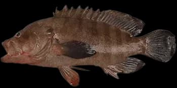 横纹九棘鲈（Cephalopholis boenak）图片