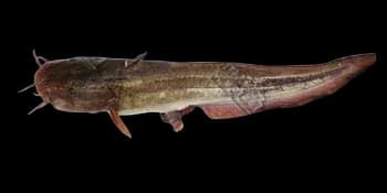 胡子鲇（Clarias fuscus）图片