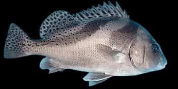 花尾胡椒鲷（Plectorhinchus cinctus）图片