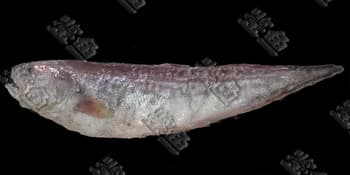 棘鼬鳚图片