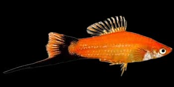 剑尾鱼（Xiphophorus hellerii）图片