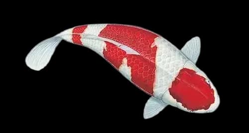 锦鲤（Cyprinus rubrofuscus）图片