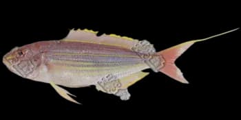 金线鱼（Nemipterus virgatus）图片