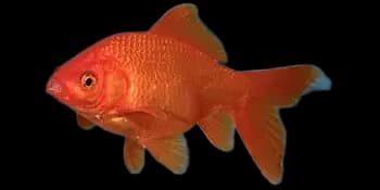 金鱼（Carassius auratus）图片