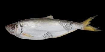 鳓鱼（Ilisha elongata）图片