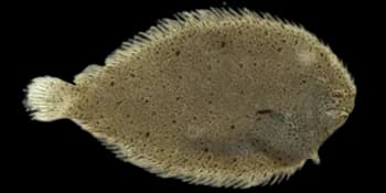 卵鳎（Solea ovata）图片