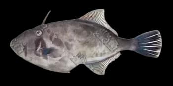 绿鳍马面鲀（Thamnaconus septentrionalis）图片