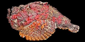 玫瑰毒鲉（Synanceia verrucosa）图片