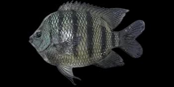 孟加拉国豆娘鱼（Abudefduf bengalensis）图片