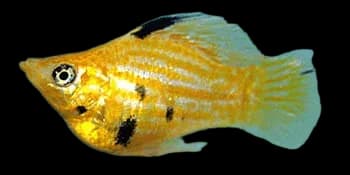 茉莉花鳉（Poecilia latipinna）图片