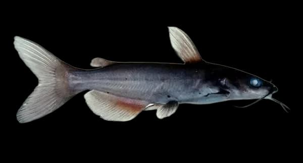 鲶鱼（Silurus asotus）图片