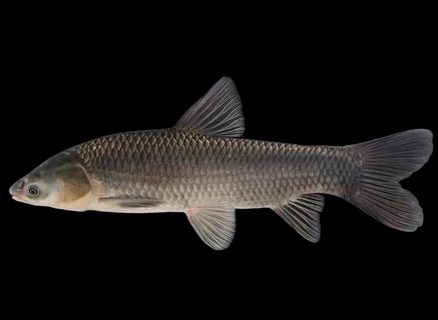 青鱼（Mylopharyngodon piceus）图片